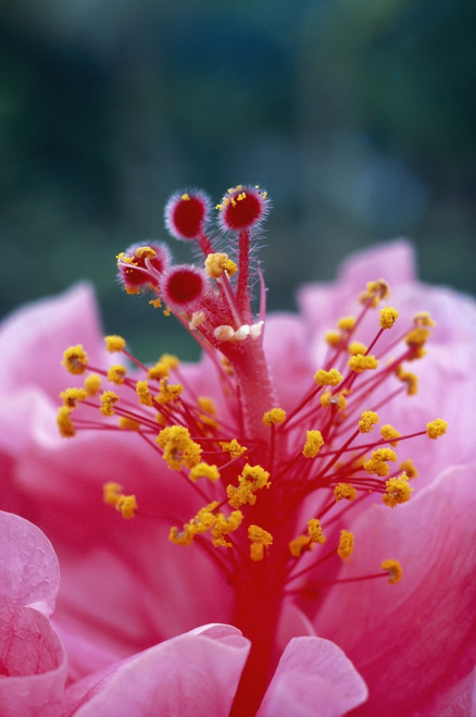 Hawaii, Extreme Close-Up Of Pistils And Stamens With Pollen, Hibiscus Hybrid Flower A23B PosterPrint - Item # VARDPI1997392