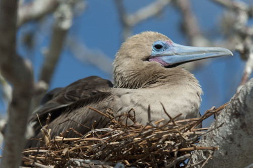 Red-Footed Booby (Sula Sula) Sitting In A Nest; Galapagos, Equador PosterPrint - Item # VARDPI1964329