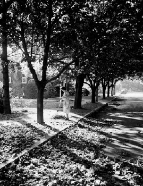 Woman raking leaves Poster Print - Item # VARSAL255416154