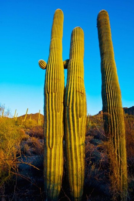 Saguaro Cactus en un desierto Después de la Tormenta de nieve Tucson  Arizona EE. UU. Poster Print (36 x 12)