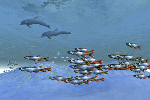 Schools of fish swim in the blue ocean Poster Print - Item # VARPSTCFR300071U