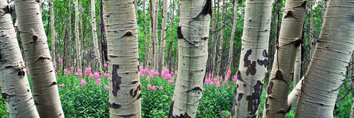 http://c328301.r1.cf1.rackcdn.com/PPI166435S.jpg