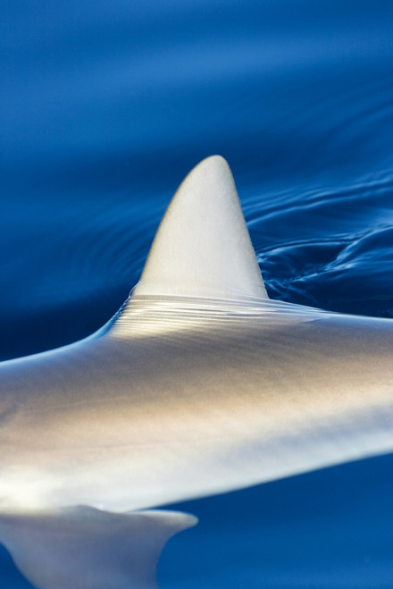 Hawaii, Gray Reef Shark (Carcharhinus Amblyrhynchos), Fin Surfacing Ocean. PosterPrint - Item # VARDPI1976142