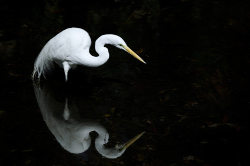 Florida, Everglades, Great Egret (Egretta Alba) Hunting In Shallow Water. PosterPrint - Item # VARDPI1967155