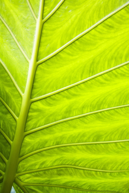 Close-Up Of A Leaf PosterPrint - Item # VARDPI1799091
