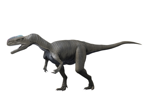 Monolophosaurus dinosaur, white background Poster Print - Item # VARPSTNBT600126P