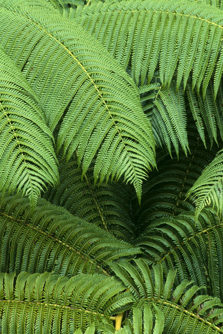Hawaii, Close-Up Detail Of Hapuu Ferns On Plant, Environment A24D PosterPrint - Item # VARDPI1997358