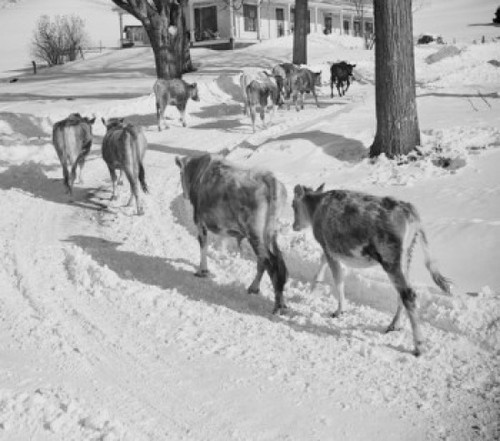 USA  Vermont  Windsor County  Sharon  cows on way to barn Poster Print - Item # VARSAL255423552
