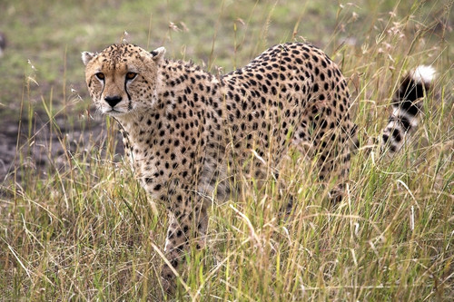 Cheetah (Acinonyx Jubatus), Masai Mara National Reserve, Kenya, Africa; Cheetah On The Prowl PosterPrint - Item # VARDPI1848077
