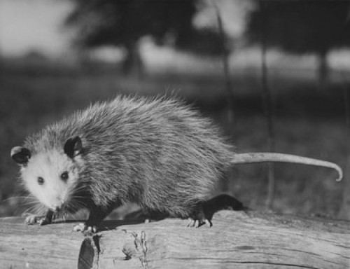 Opossum standing on a log Poster Print - Item # VARSAL25535881