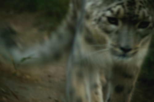 A Snow Leopard PosterPrint - Item # VARDPI1582168