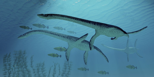 Three Plesiosaurus dinosaurs migrate along with a school of fish to warmer Jurassic seas Poster Print - Item # VARPSTCFR200079P