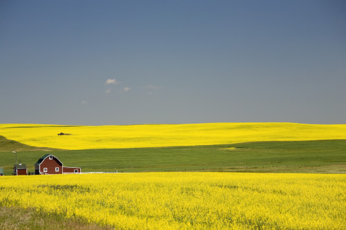 Flowering Canola Fields And A Red Barn; Alberta, Canada PosterPrint - Item # VARDPI1882657
