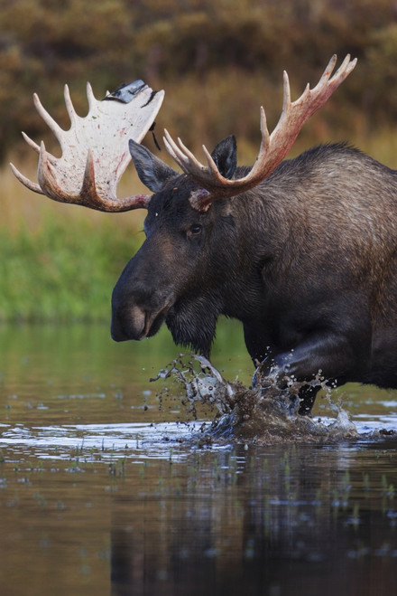 Bull Moose Walks Through A Pond In Denali National Park, Interior Alaska PosterPrint - Item # VARDPI2093208