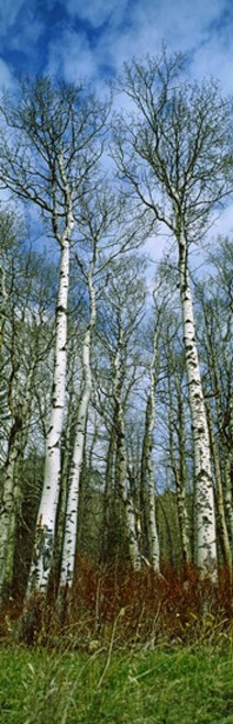 http://c328301.r1.cf1.rackcdn.com/PPI118307S.jpg