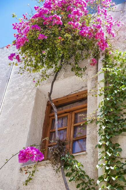 Blossoming flowers and a vine decorate the exterior of a house; Chania, Crete, Greece PosterPrint - Item # VARDPI12254313