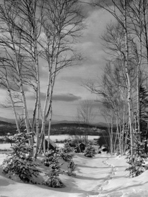 Bare trees on a snow covered landscape  Lancaster  New Hampshire  USA Poster Print