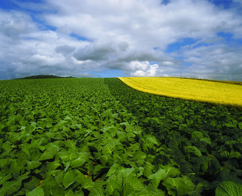 Vegetables, Cabbages PosterPrint - Item # VARDPI1802100