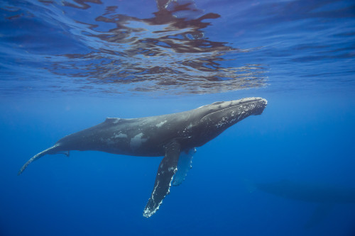 Humpback whale (Megaptera novaeangliae) underwater; Hawaii, United States of America PosterPrint - Item # VARDPI12278777