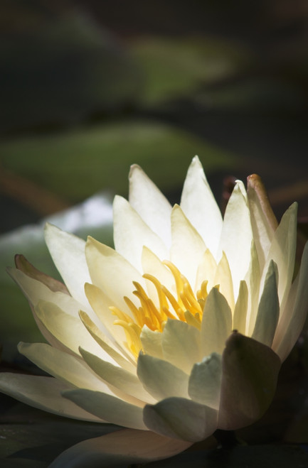 Water lily blooms in a pond; Astoria, Oregon, United States of America PosterPrint - Item # VARDPI2384116