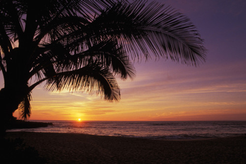 Hawaii, Silhouette Of Palm Tree Near Ocean, Colorful Sunset. PosterPrint - Item # VARDPI1991899