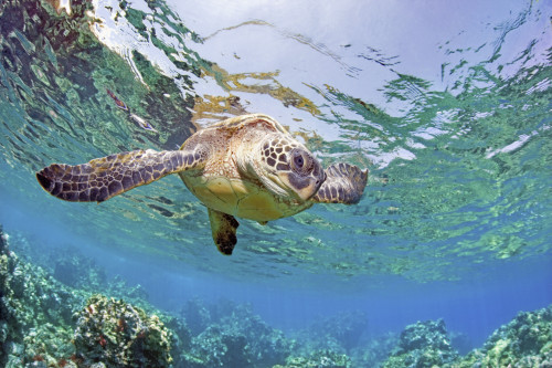 Hawaii, Green Sea Turtle (Chelonia Mydas) An Endangered Species. PosterPrint - Item # VARDPI1975912
