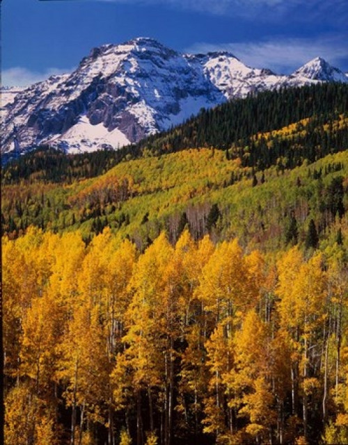 Uncompahgre National Forest  CO Poster Print by Panoramic Images (12 x 16) - Item # PPI44497