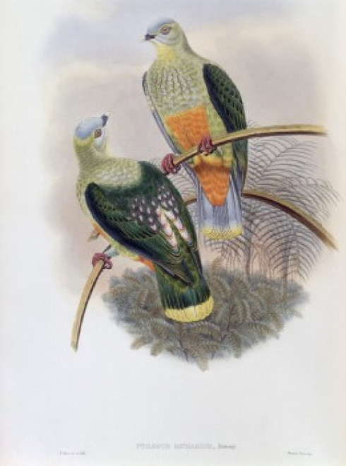 Richard's Fruit-Pigeon John Gould Poster Print - Item # VARSAL900140768