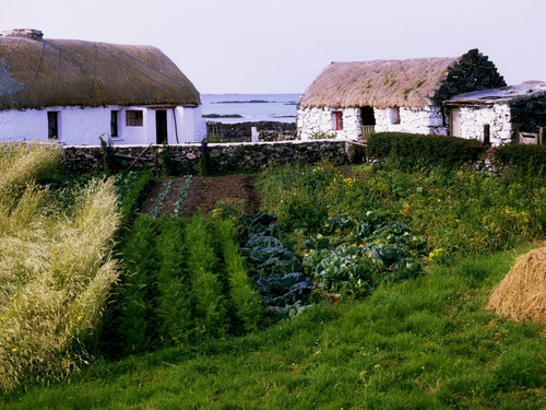 Traditional Cottages, Co Galway, Ireland PosterPrint - Item # VARDPI1815843
