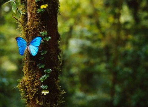 Blue Morpho Butterfly  Costa Rica Poster Print by Panoramic Images (17 x 12) - Item # PPI101785