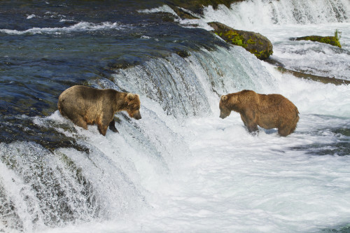 Brown bears (Ursus arctos) fishing for sockeye salmon at Brooks Falls, Brooks River, Katmai National Park and Preserve, Southwest Alaska PosterPrint - Item # VARDPI12300642