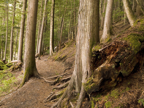 Forest Pathway, Whistler, British Columbia PosterPrint - Item # VARDPI1831525