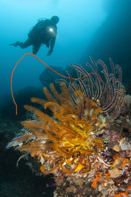 A diver looks on at a group of crinoids, Raja Ampat, West Papua, Indonesia Poster Print