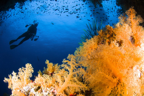 Diver photographer hovering over soft coral reef, Fiji, Pacific Ocean Poster Print