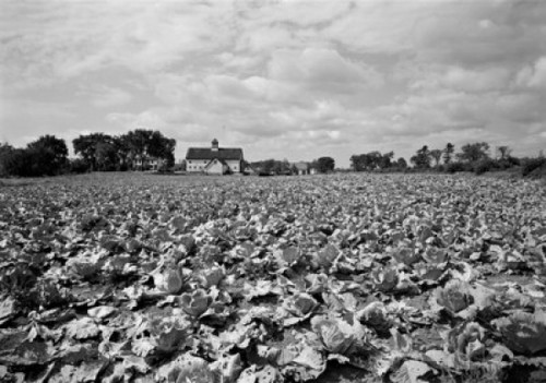 Field of cabbage Poster Print - Item # VARSAL255419199