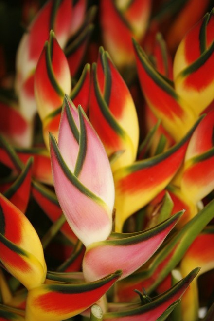 Hawaii, Big Island, Hilo, Close-Up Of Bunch Of Heliconia. PosterPrint - Item # VARDPI1980701