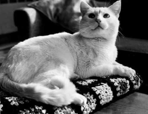 Cat lying on cushion and looking up Poster Print - Item # VARSAL255416961