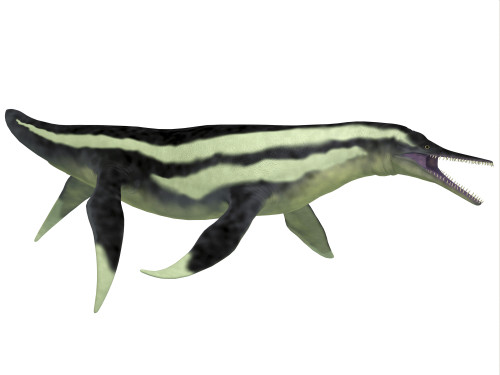 Dolichorhynchops was a marine reptile plesiosaur that lived in Cretaceous seas as a predator Poster Print - Item # VARPSTCFR200371P