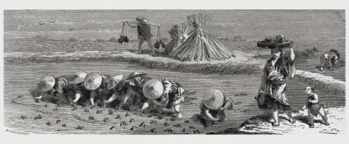 Cultivation Of Rice In Japan In The 19Th Century. From El Mundo En La Mano Published 1875. PosterPrint - Item # VARDPI1958473