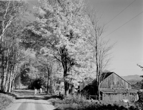 USA  New Hampshire  Whitefield  autumn road scene with birches and barn Poster Print - Item # VARSAL255421589