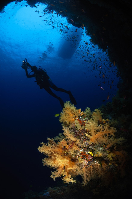 Diver and soft coral, Fiji Poster Print - Item # VARPSTTSW400084U