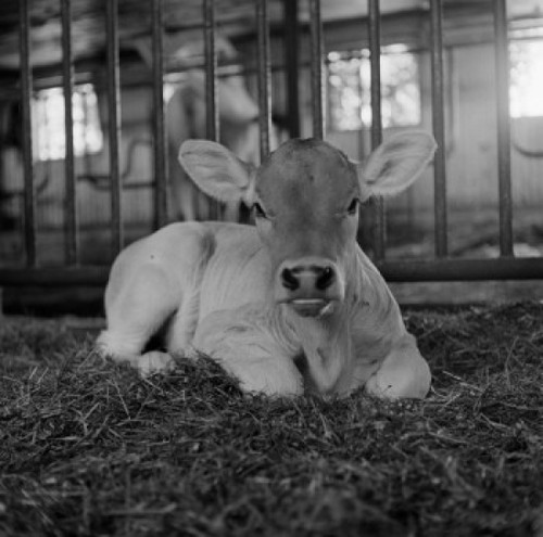 Brown Swiss calf Poster Print - Item # VARSAL255423940