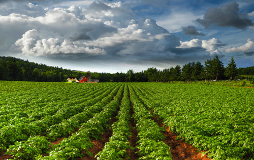 Rows Of Crops In A Potato Field; Prince Edward Island, Canada PosterPrint - Item # VARDPI2355214