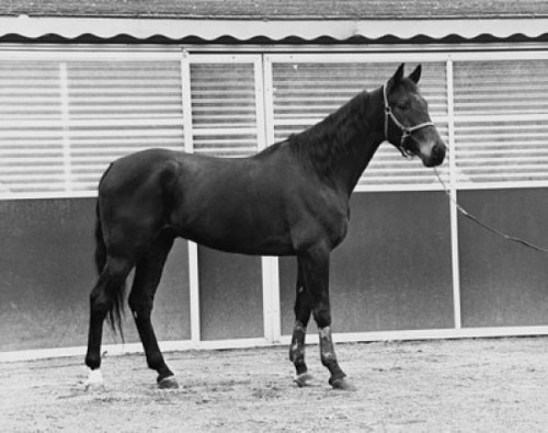 Side profile of a horse walking in a corral Poster Print - Item # VARSAL25532272