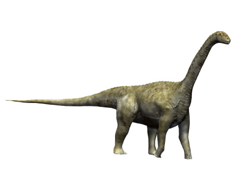 Camarasaurus dinosaur, white background Poster Print