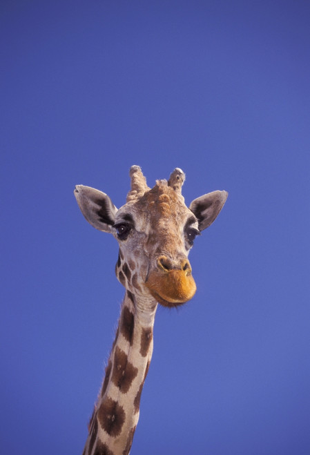 Masai Giraffe, Serengeti, Africa PosterPrint - Item # VARDPI2064434