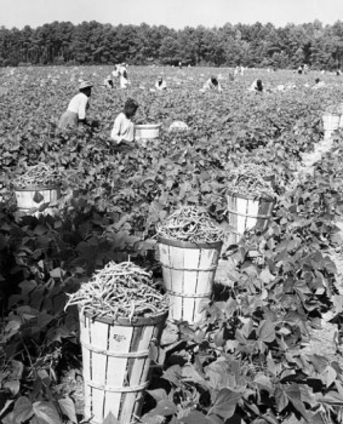 Group of workers harvesting beans in a field Poster Print - Item # VARSAL25530200