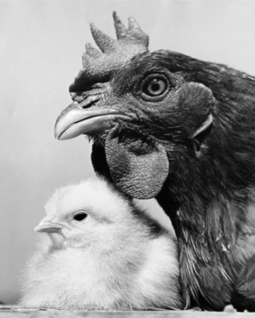 Hen with its chick Poster Print - Item # VARSAL25523057