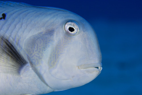 USA, Close Up Of Face; Hawaii, Narrow-Bodied Razor Wrasse (Xyrichtys Pavo) PosterPrint - Item # VARDPI1976203