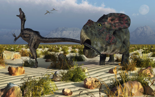 A herbivorous Protoceratops defending itself from an attacking carnivorous Velociraptor Poster Print - Item # VARPSTMAS100480P